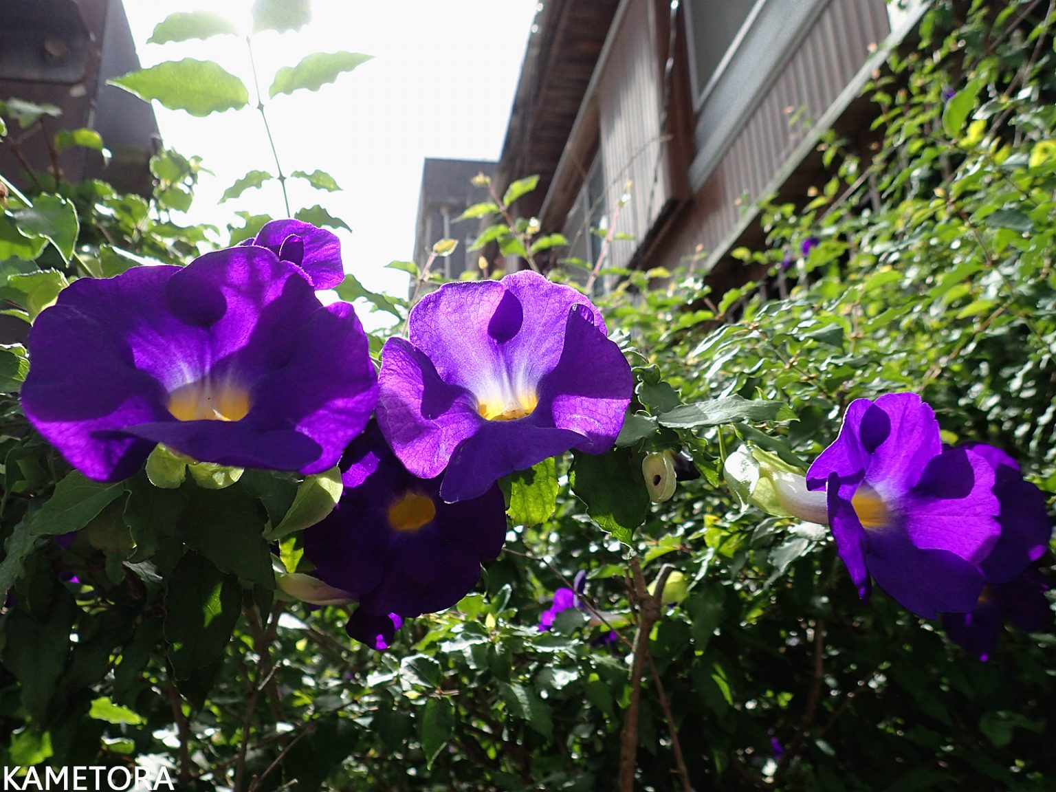 ムラサキヤハズカズラ