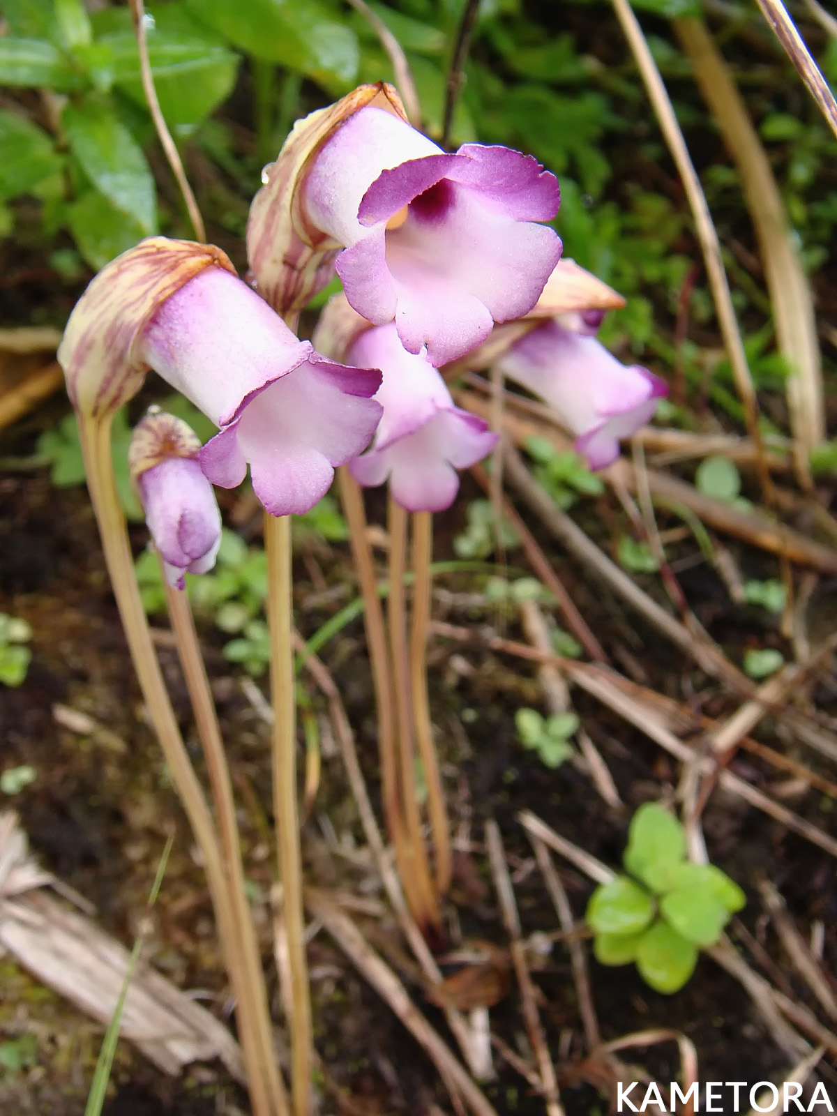 ナンバンギセル