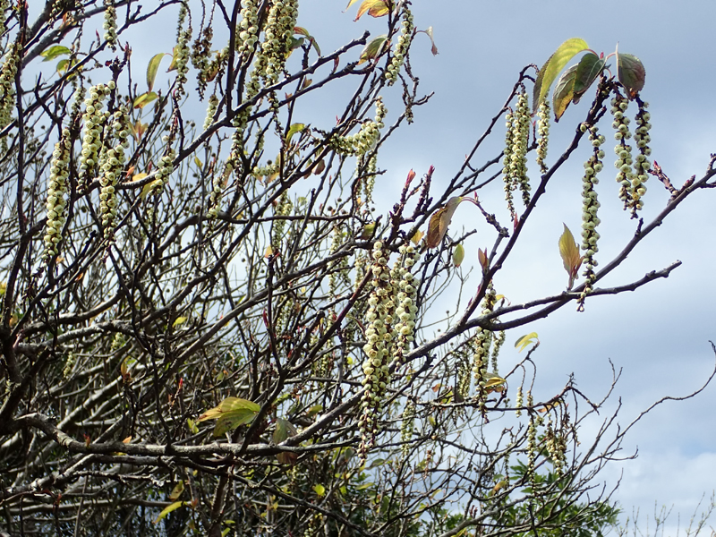 ナンバンキブシ