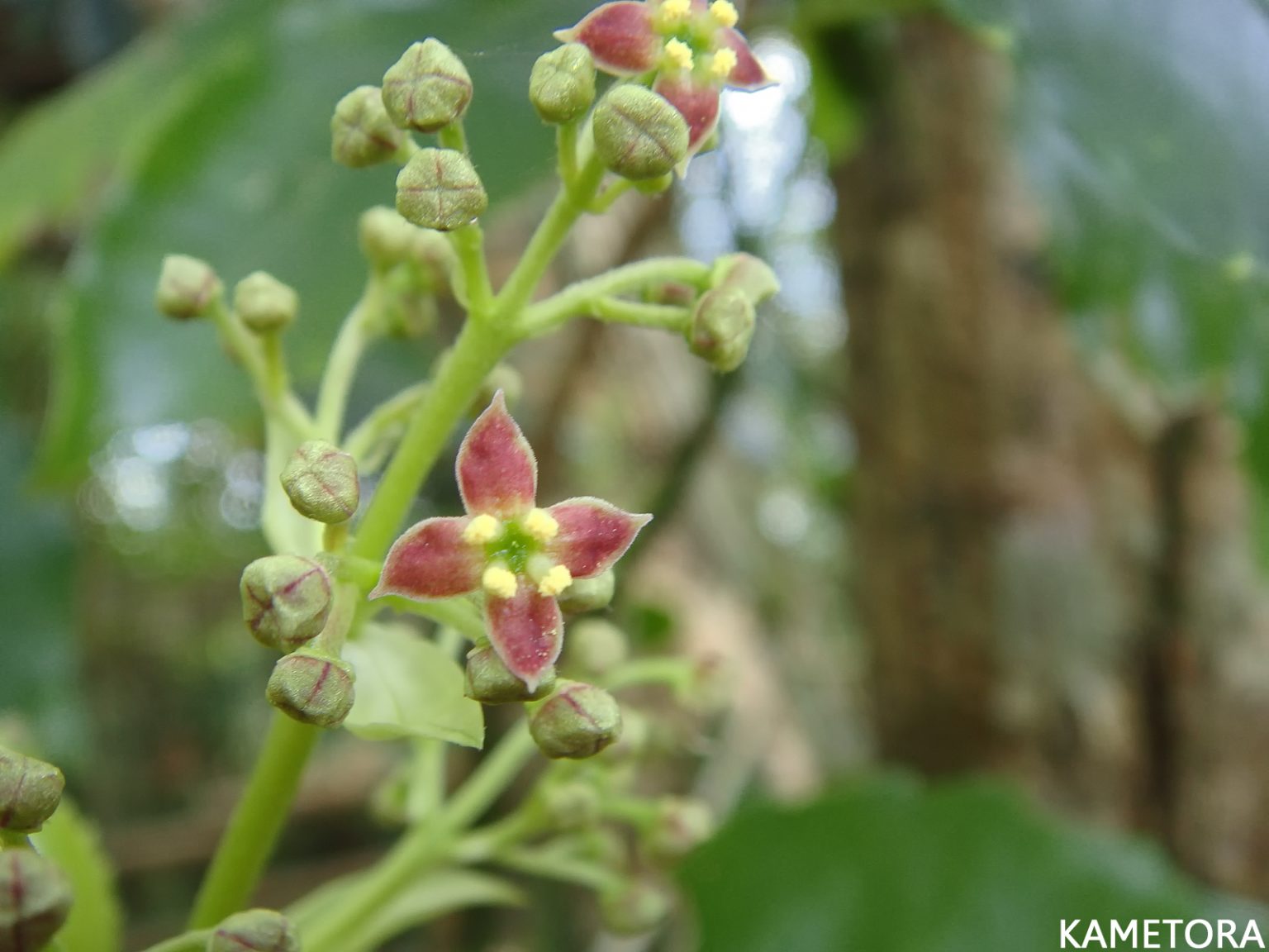 ナンゴクアオキ