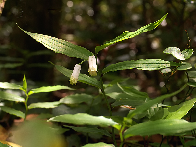 ナンゴクホウチャクソウ