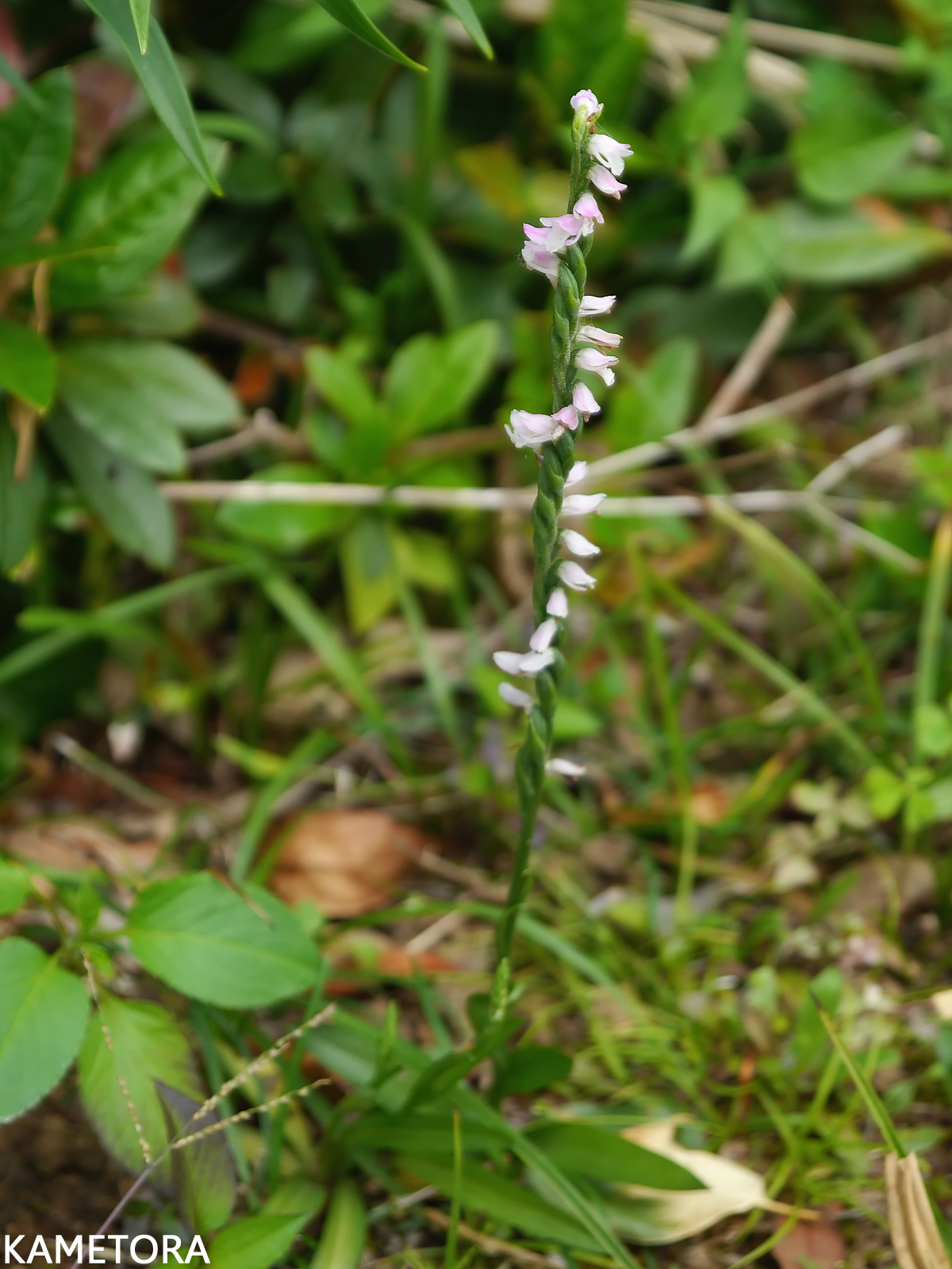 ナンゴクネジバナ