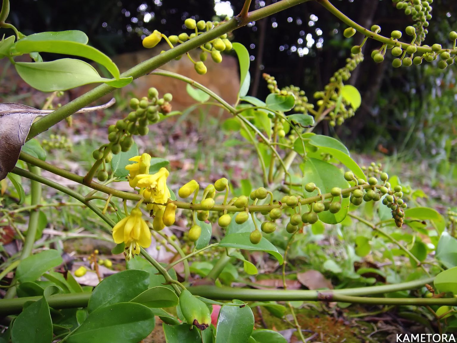 ナンテンカズラ