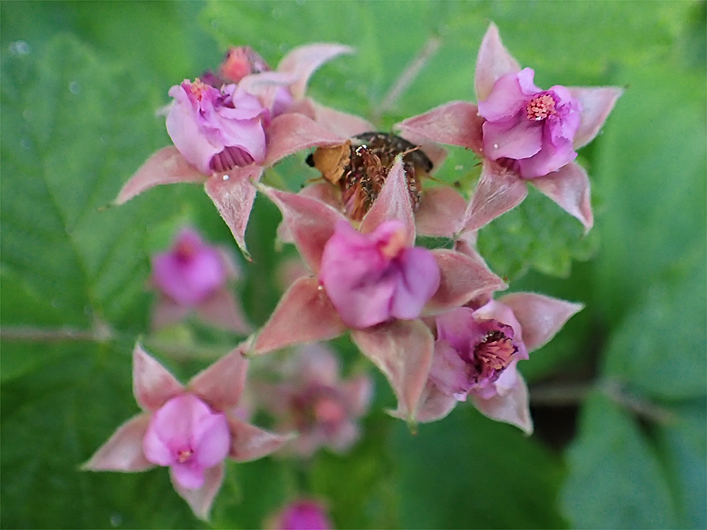 ナワシロイチゴ