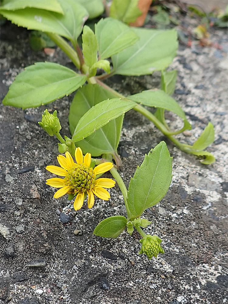 ネコノシタ（ハマグルマ）