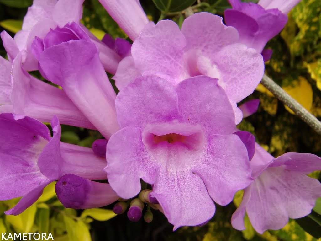 ニンニクカズラ