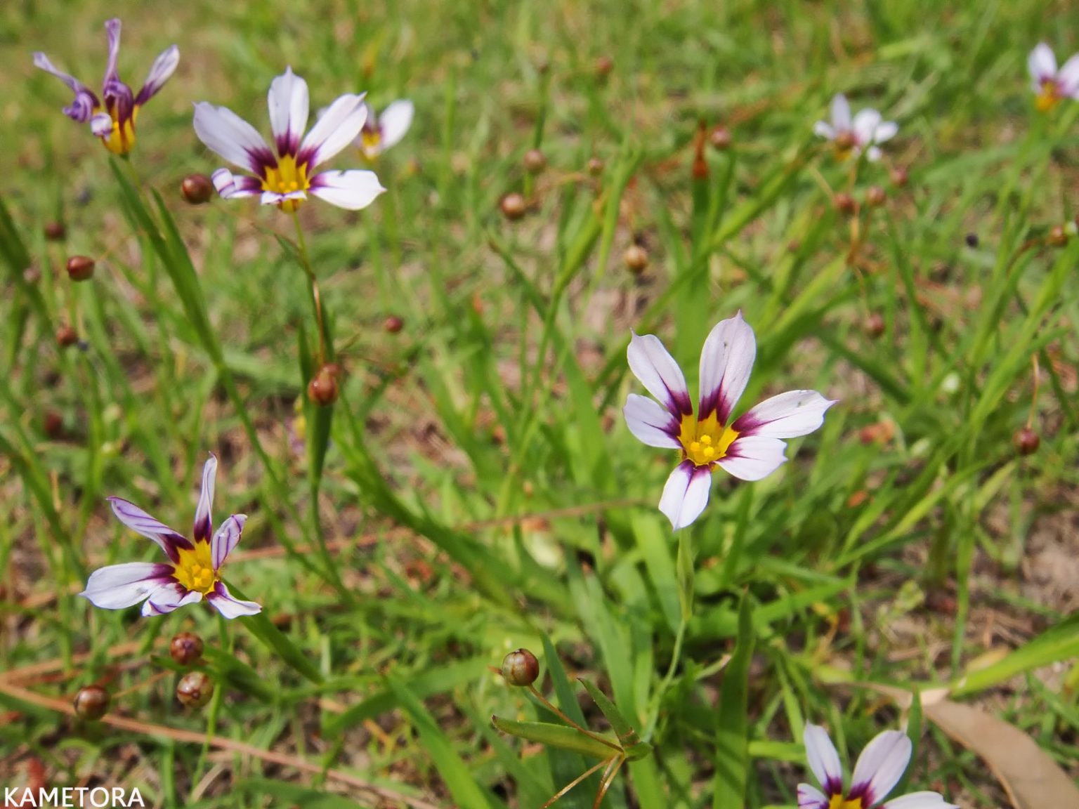 ニワゼキショウ