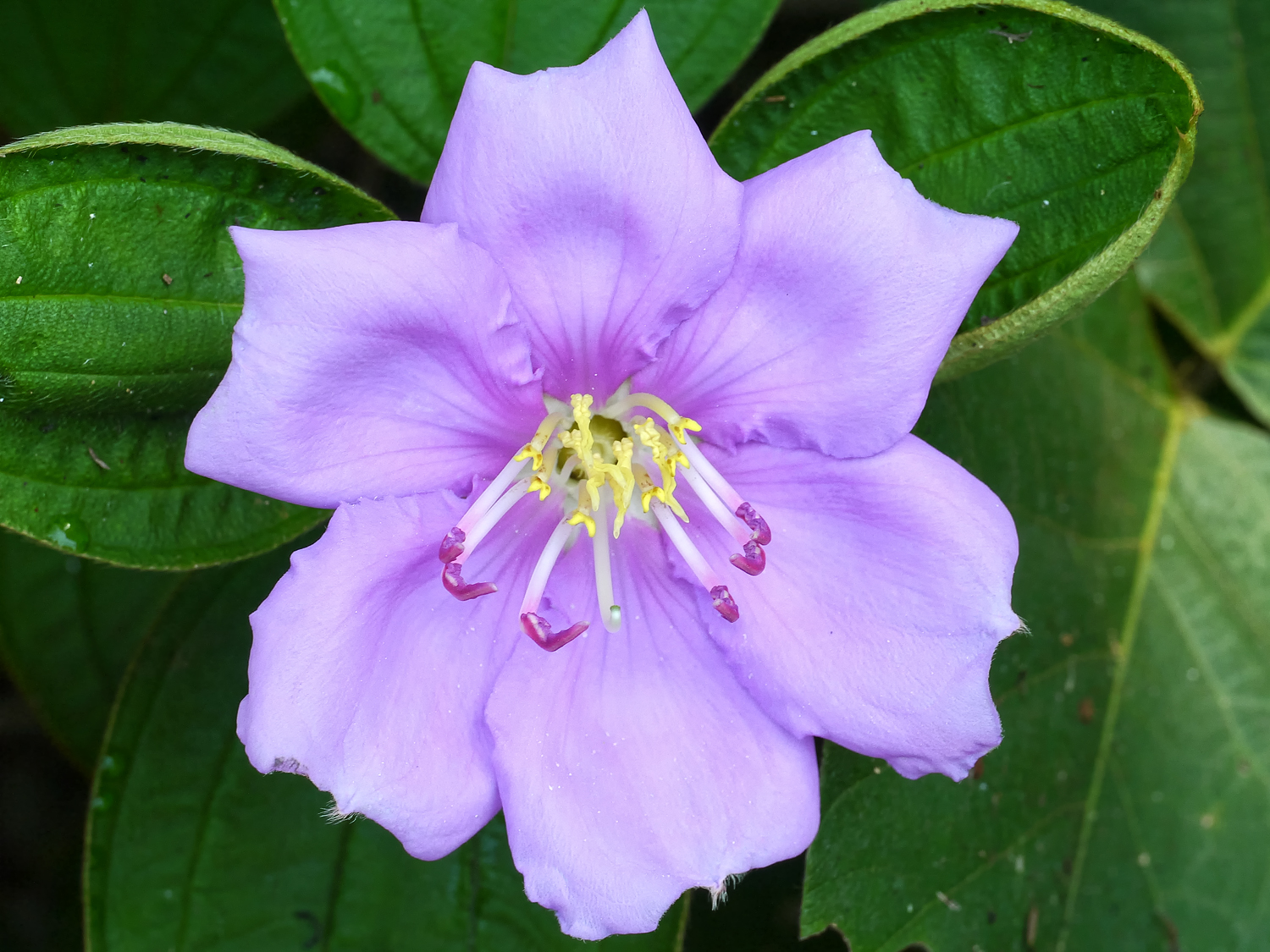 ノボタンの雄しべが黄色と紫色に分かれた花の中心部という外見的特徴