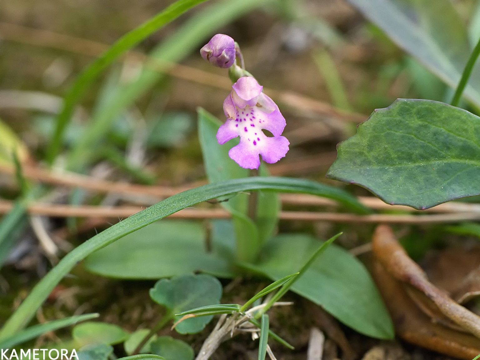 淡い紅紫色の花びらに紫紅色の斑紋が入っているオキナワチドリの可憐な姿