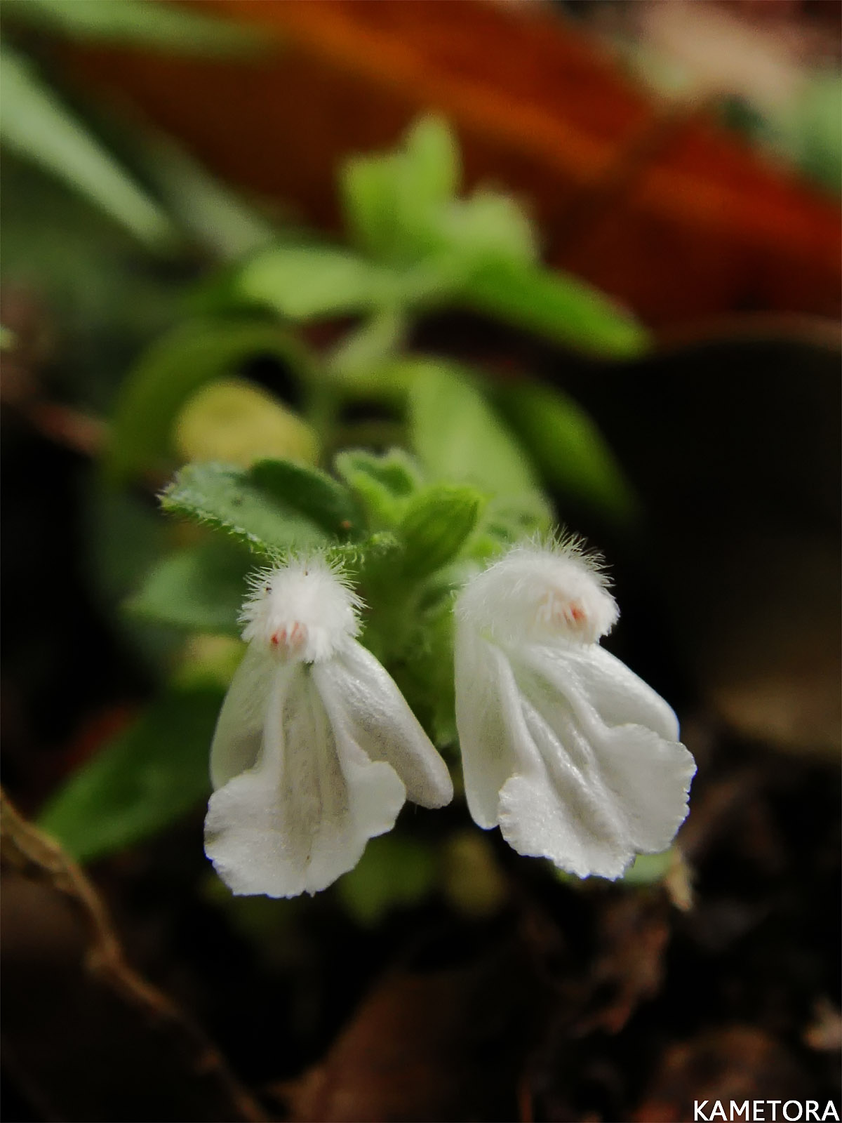 オキナワクルマバナ