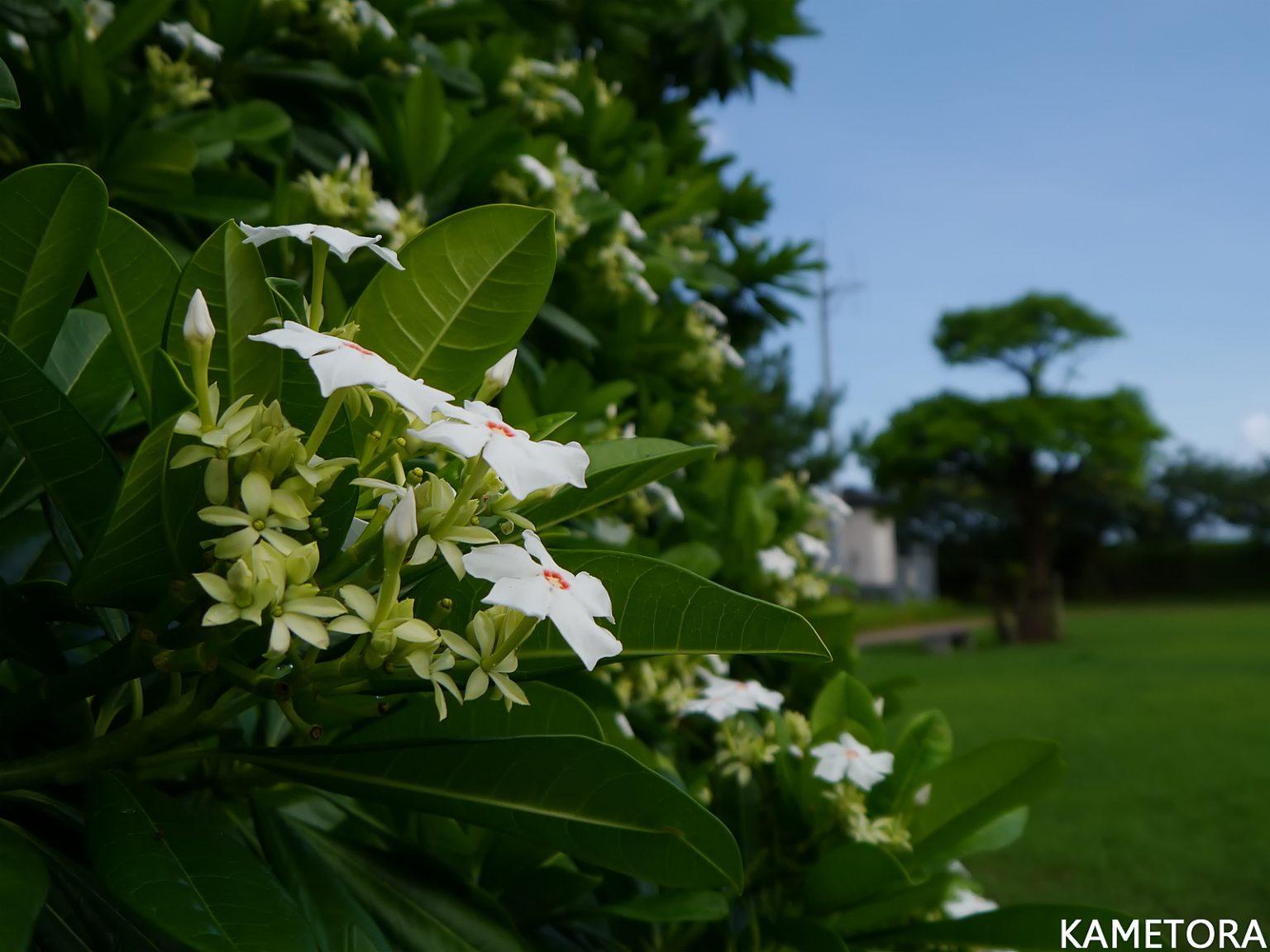 オキナワキョウチクトウ（ミフクラギ）