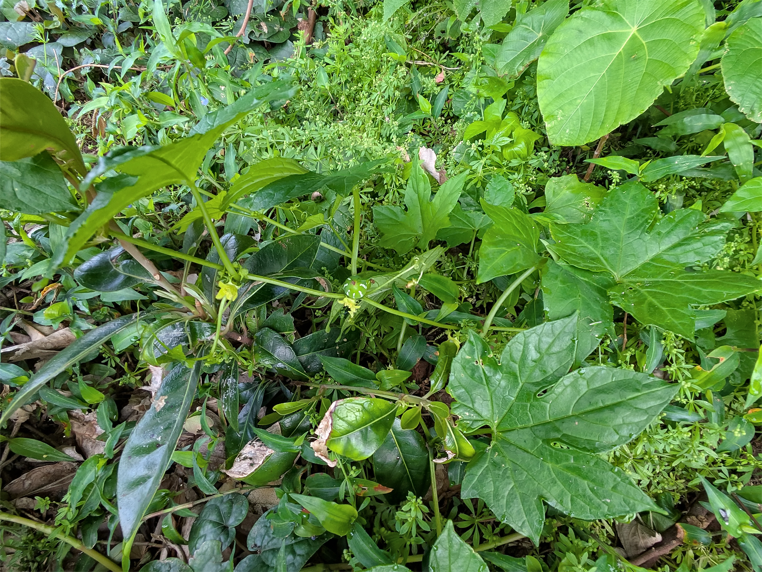 オキナワスズメウリ