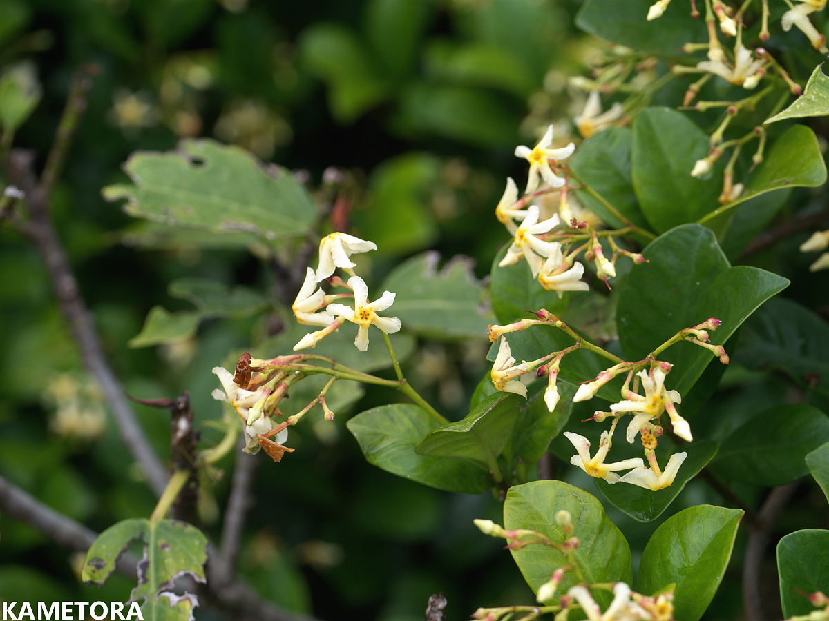オキナワテイカカズラ