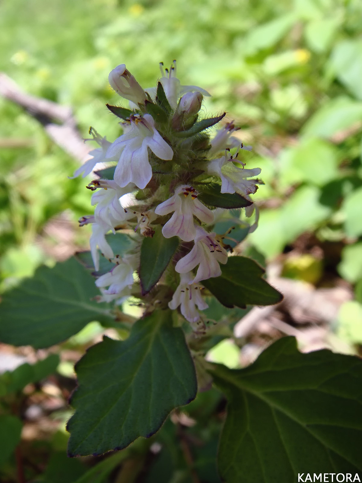 オニキランソウ