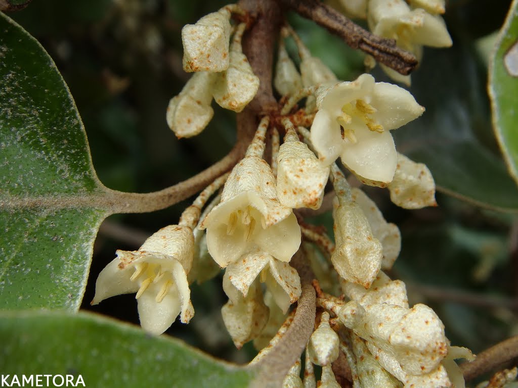 奄美大島の海岸線、潮風が吹き抜ける崖縁に自生し、蔓状に枝を伸ばすオオバグミ。