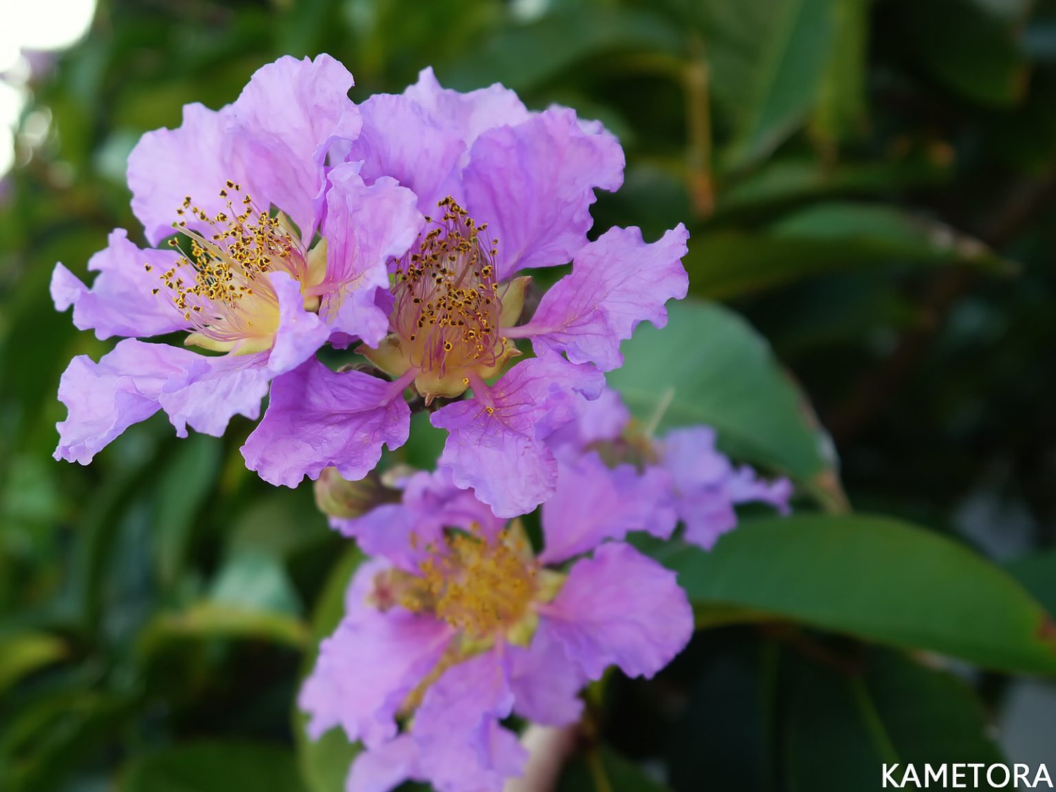 オオバナサルスベリ