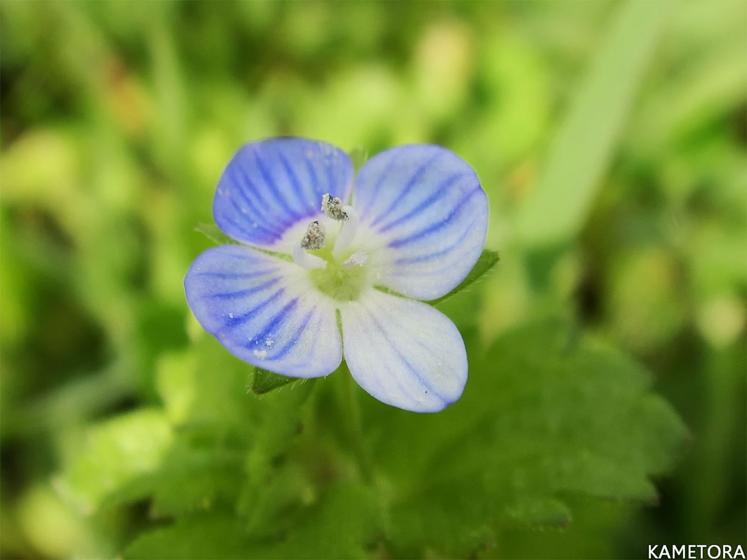 オオイヌノフグリ