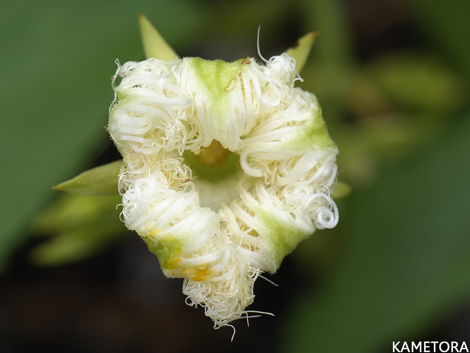 オオカラスウリ（リュウキュウカラスウリかも？）