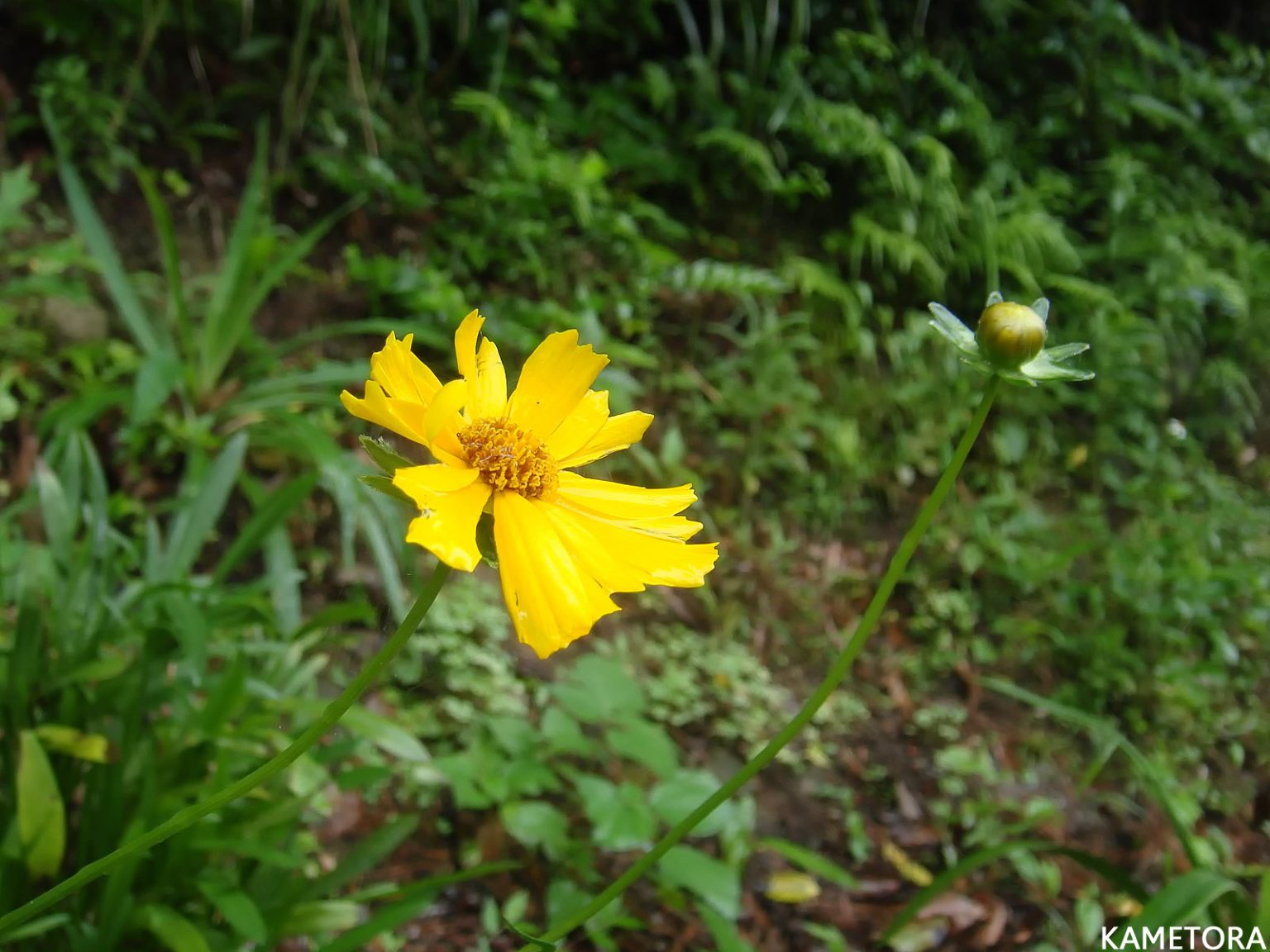 オオキンケイギク