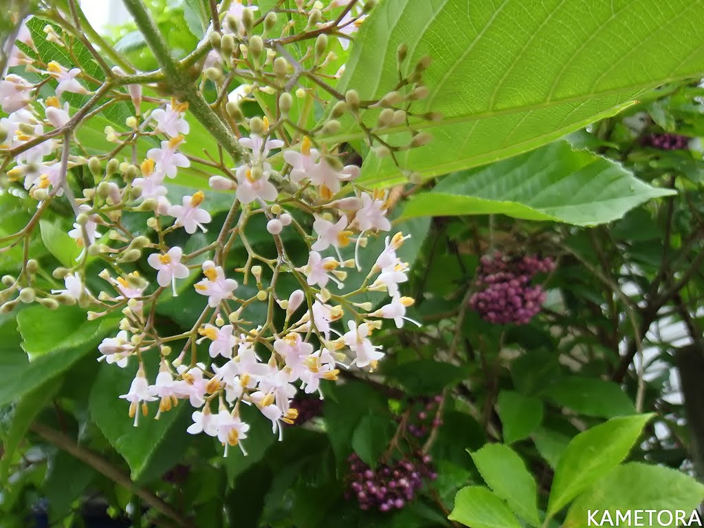 オオムラサキシキブ