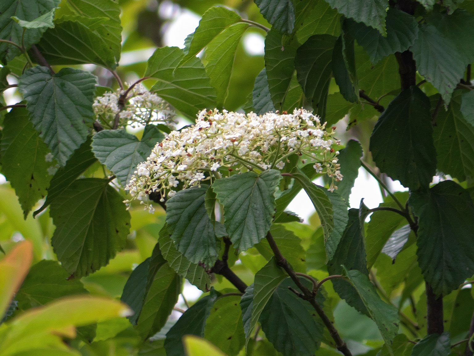 オオシマガマズミ