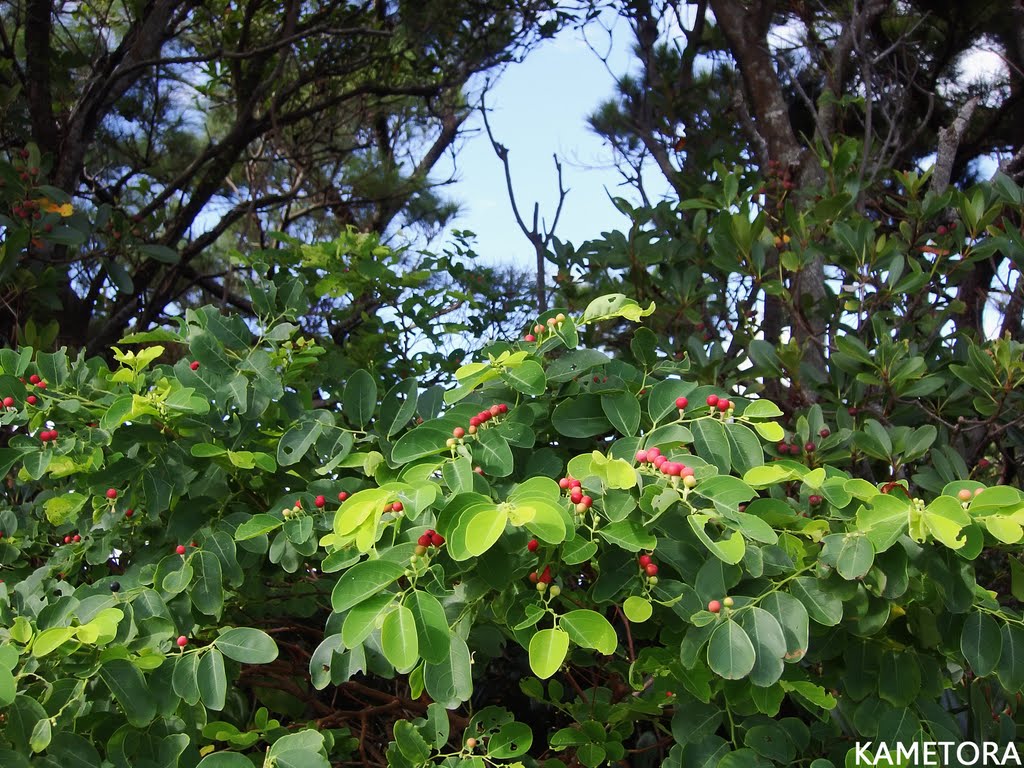 オオシマコバンノキ