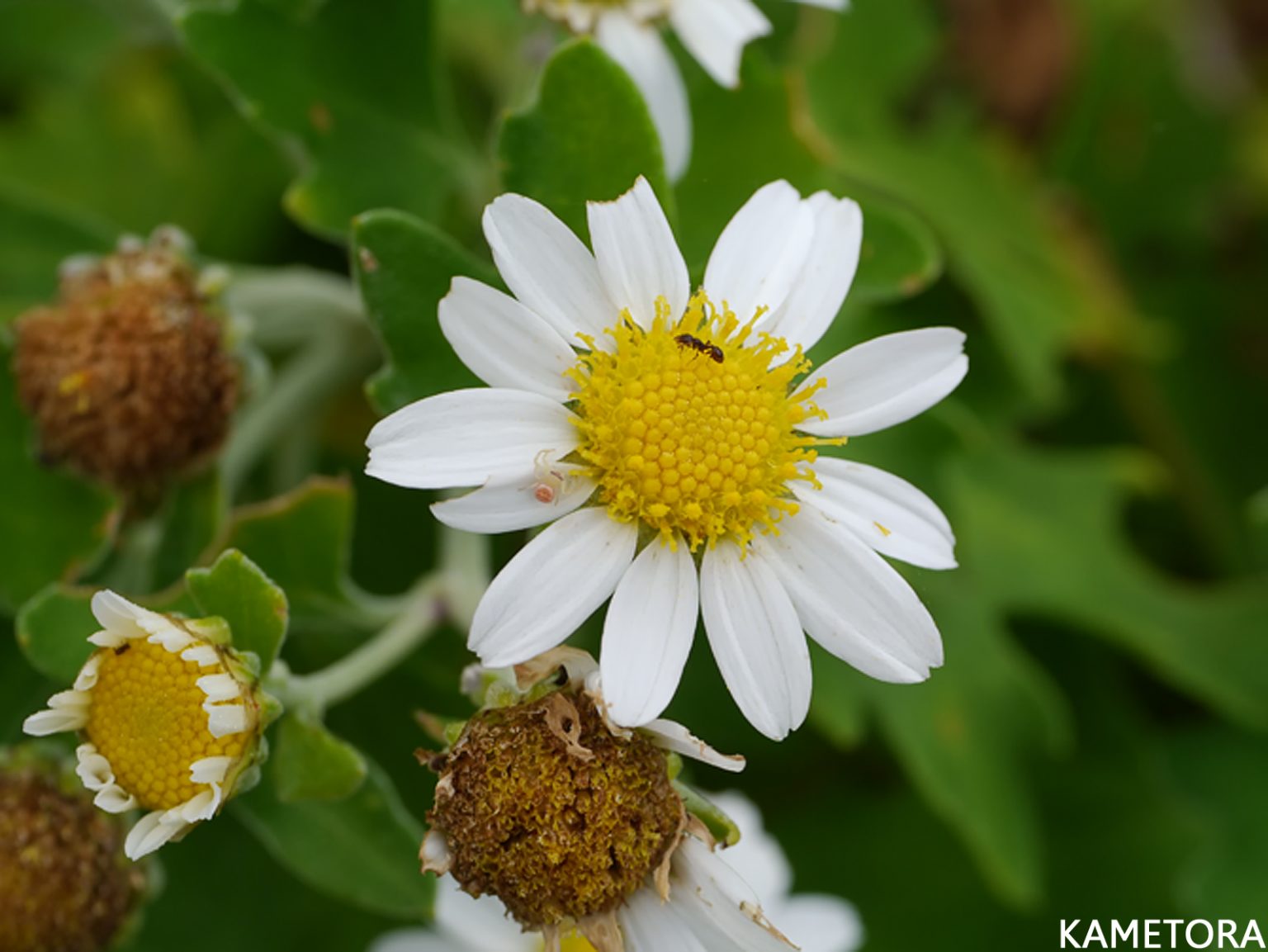 オオシマノジギク