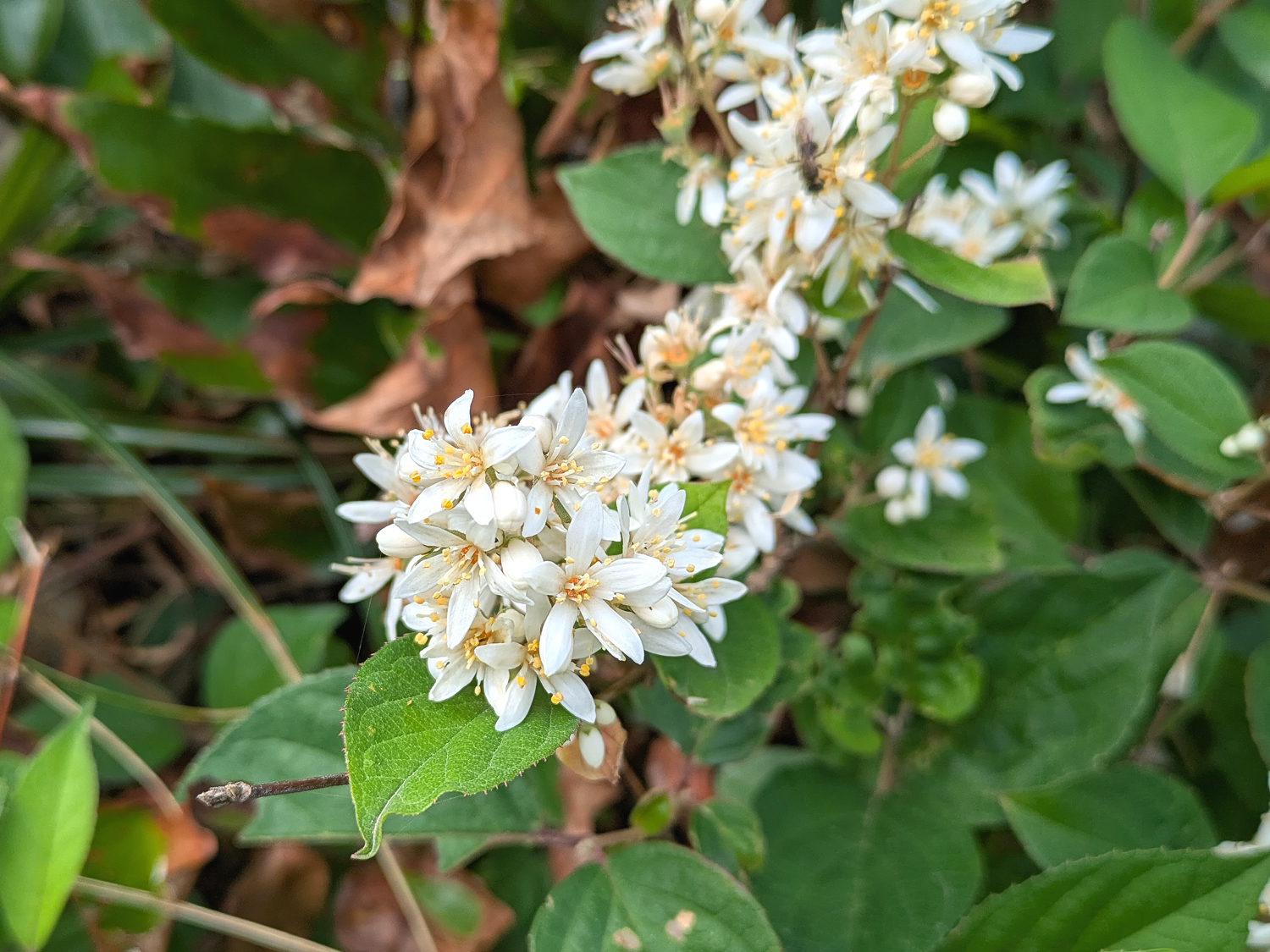 オオシマウツギ