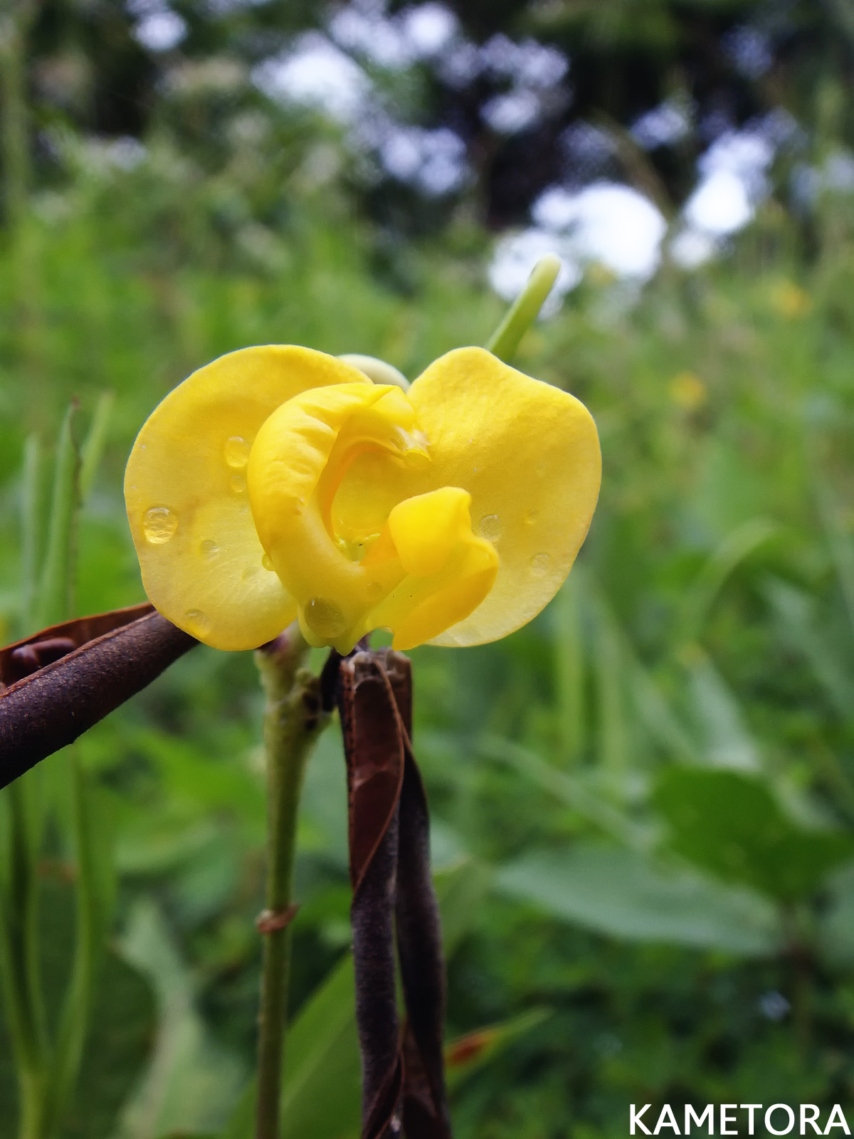 オオヤブツルアズキ