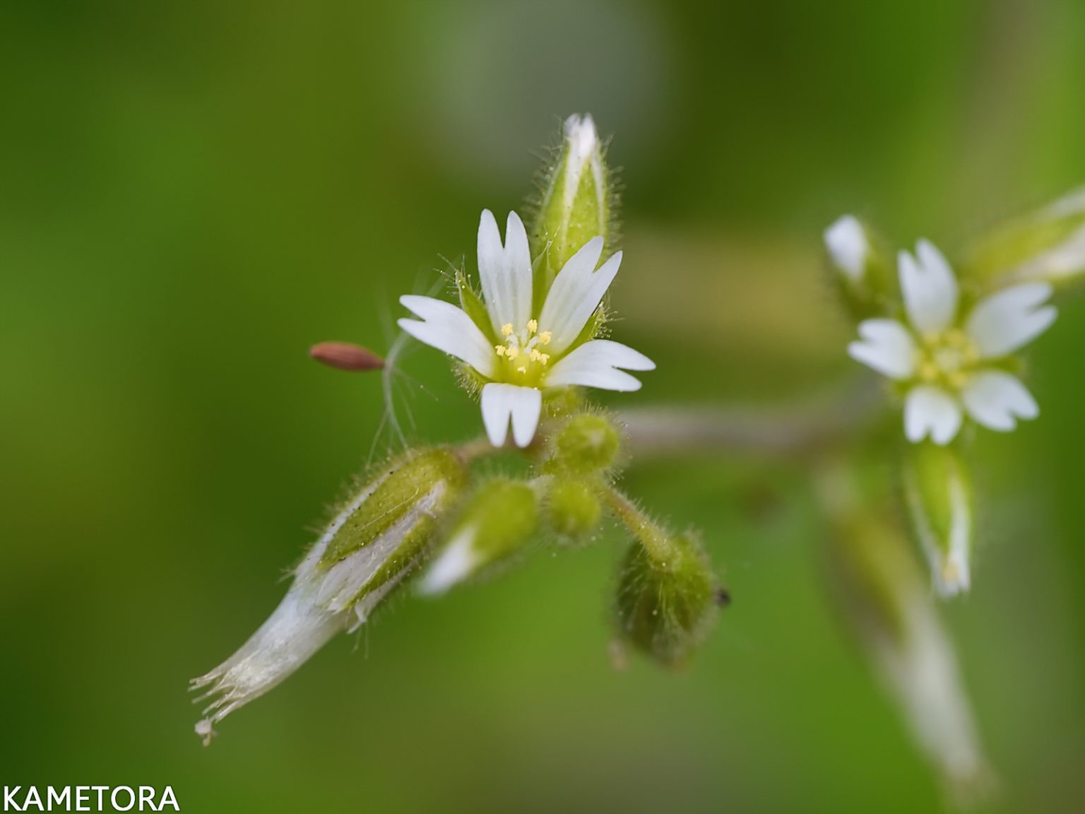 オランダミミナグサ