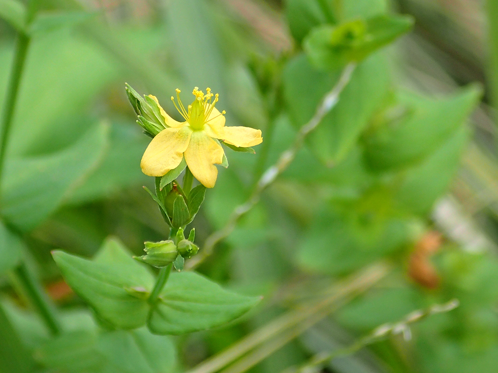 直立した茎に対生の長楕円形の葉、黄色い花弁の縁に黒い腺点がある。草丈は40〜60cmほど。奄美大島では林縁や山地の明るい草地に自生し、散策路沿いでも見られる。