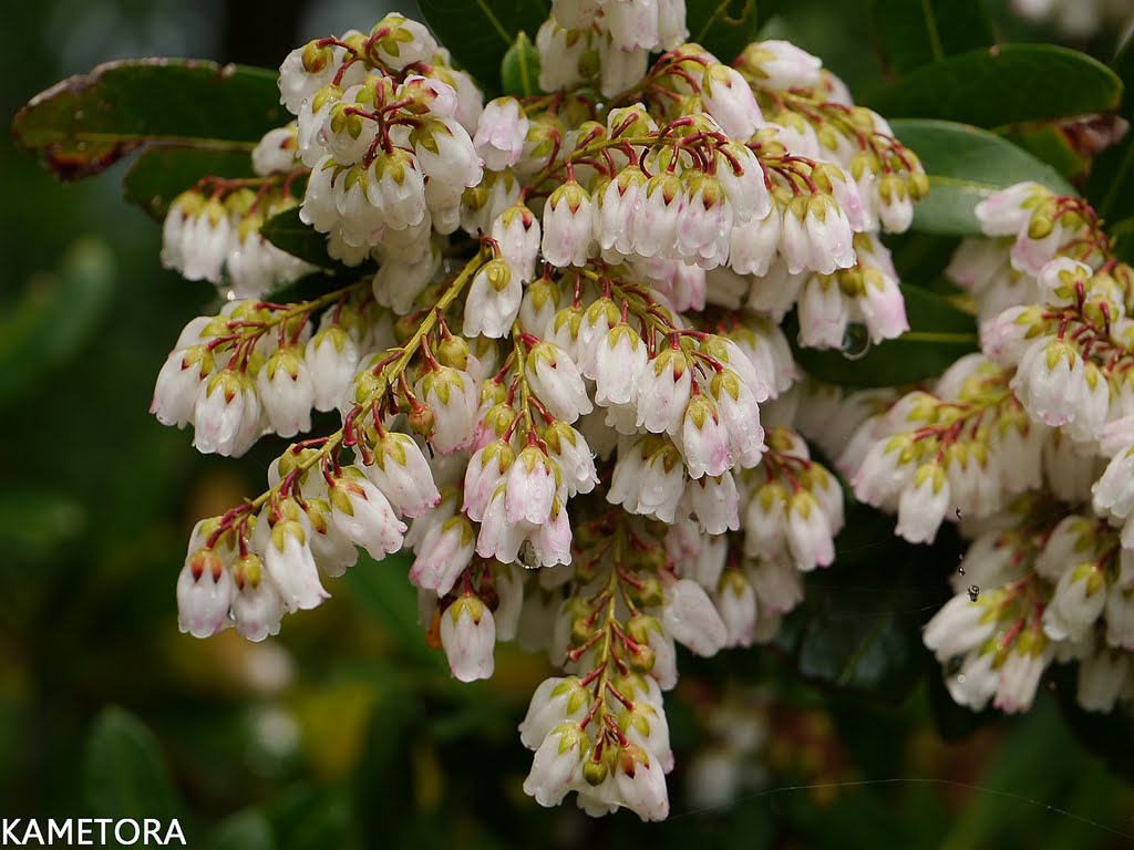 奄美大島の雲霧林帯でスズランに似た大きな純白の花を鈴なりに咲かせるアマミアセビ