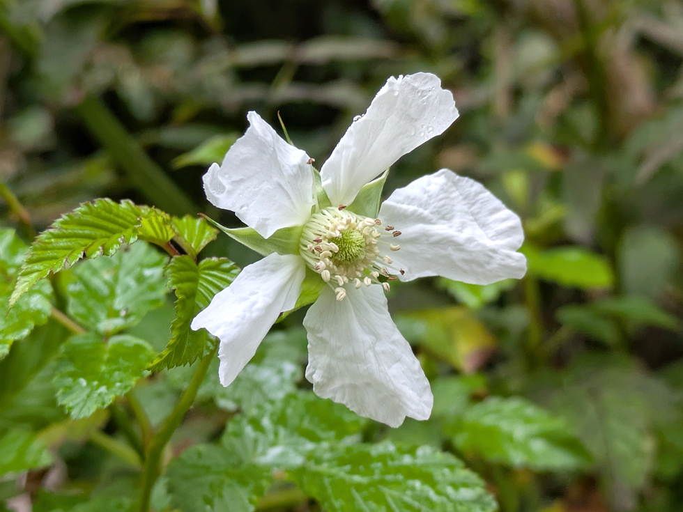 リュウキュウバライチゴの花とトゲのある茎。奄美大島の林縁に自生する、白い大きな5弁花とギザギザした羽状の葉が特徴的な野イチゴ。