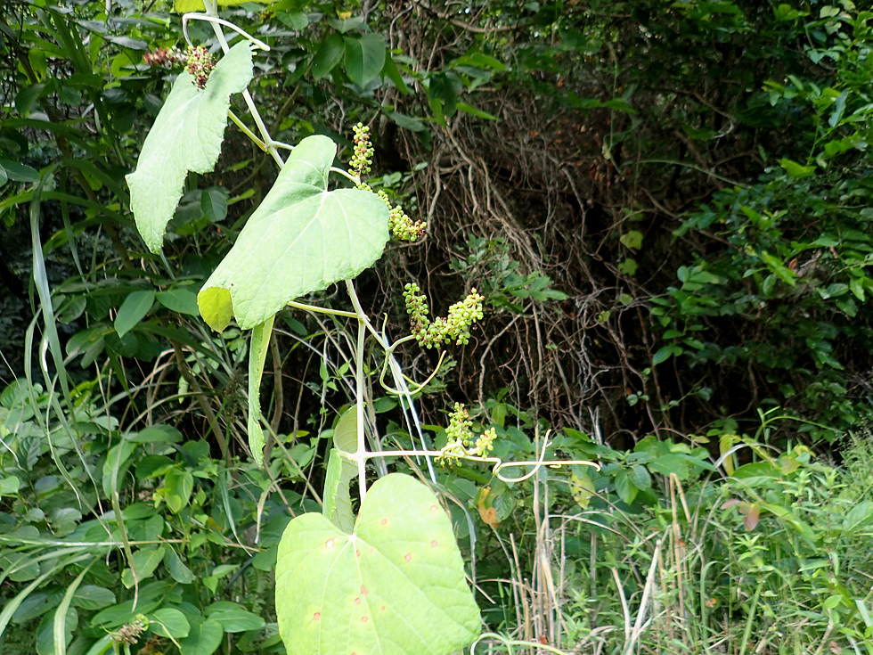 島に自生する野生のブドウ。小さな果実がつきはじめ、秋の訪れを感じさせる。