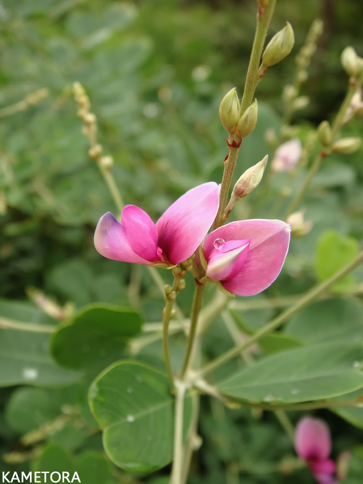 リュウキュウハギ