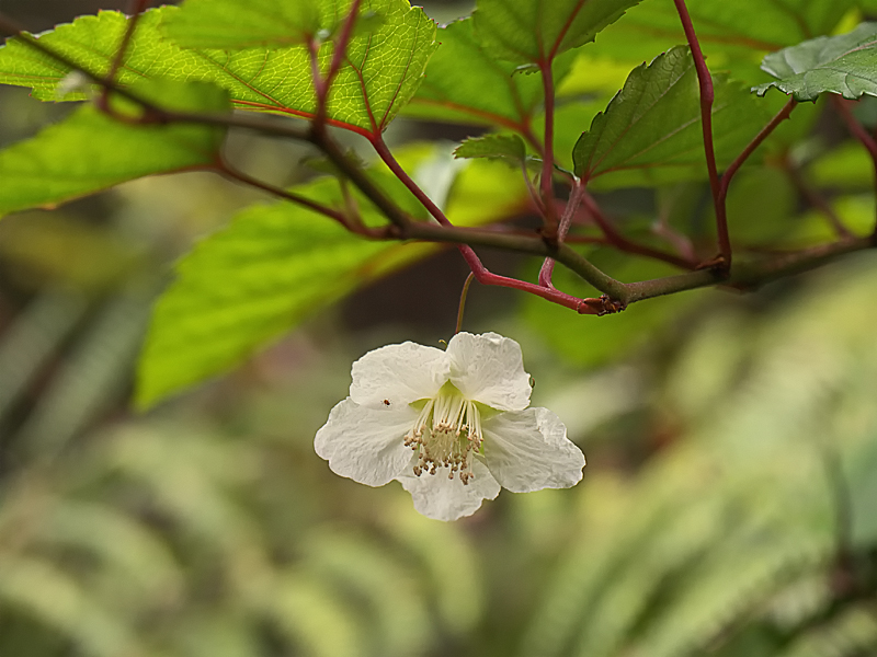 リュウキュウイチゴ