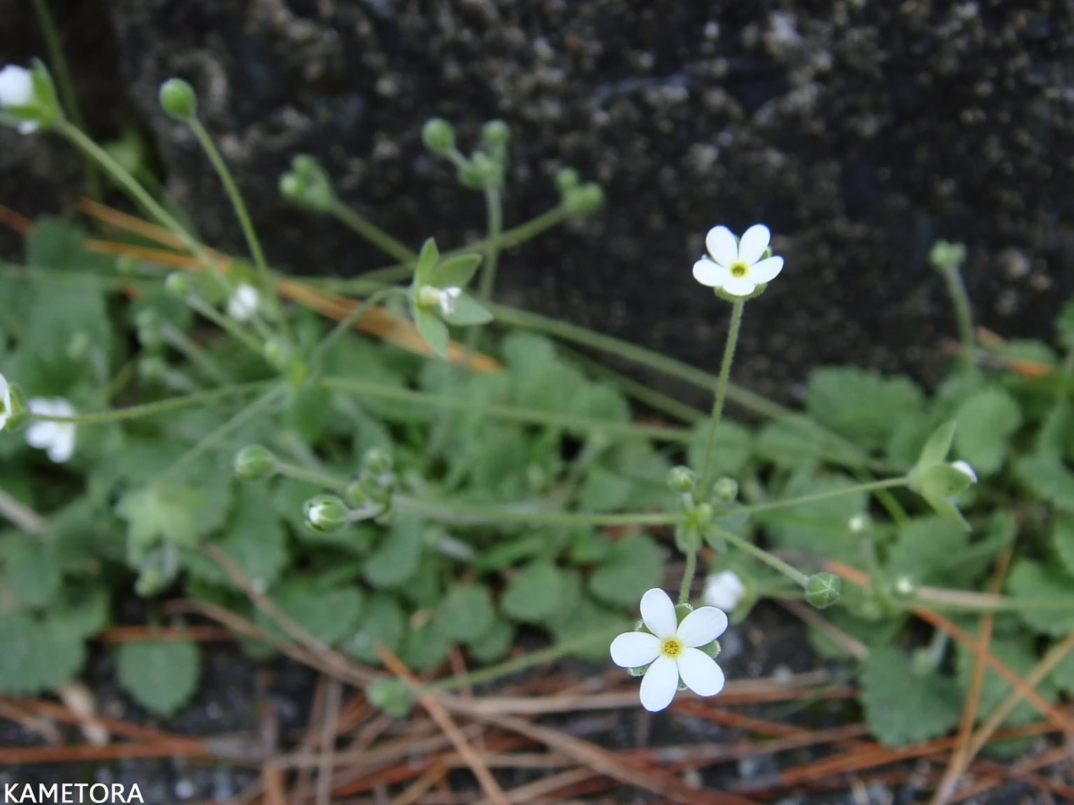 リュウキュウコザクラ
