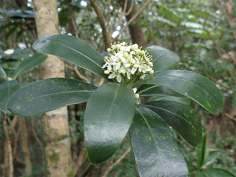 リュウキュウミヤマシキミ