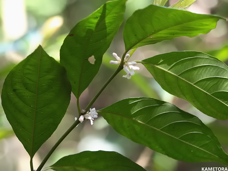 奄美大島の照葉樹林の林床で、鮮やかな瑠璃色の実と可憐な白い花をつけるアカネ科のリュウキュウルリミノキ