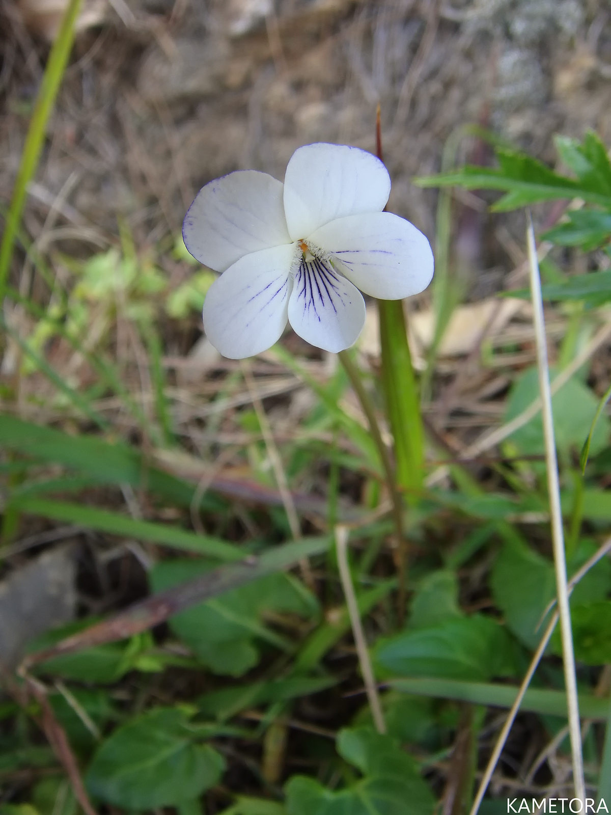 リュウキュウシロスミレ
