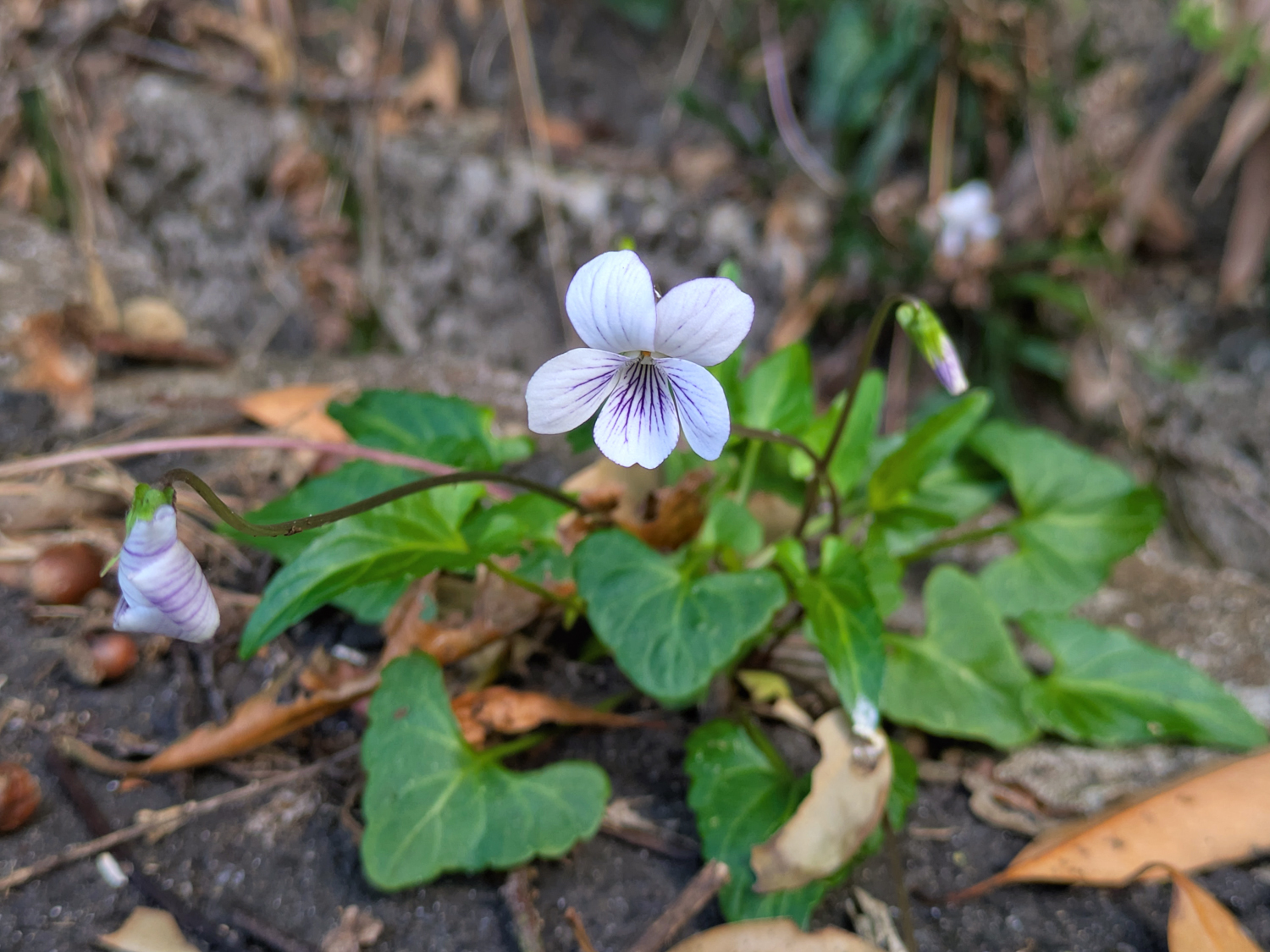 リュウキュウシロスミレ 多彩な色の花と葉より高く伸びる花柄 奄美大島の日当たりの良い路傍や草地