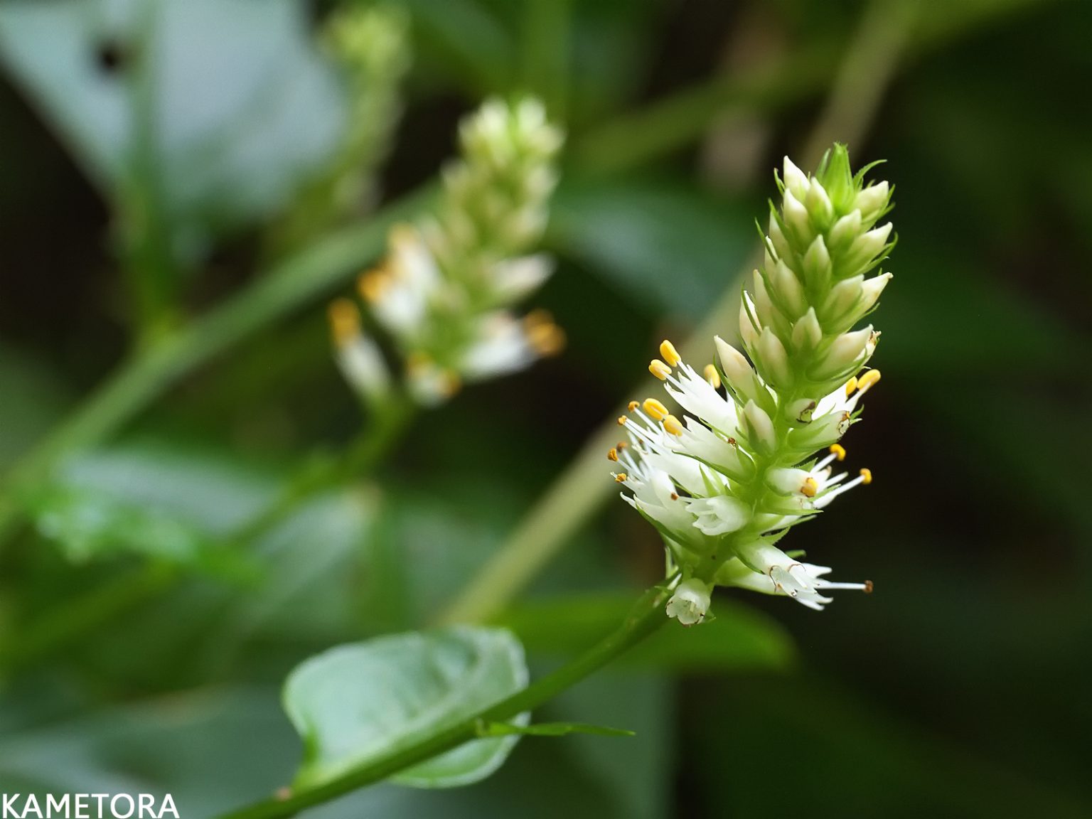 リュウキュウスズカケ