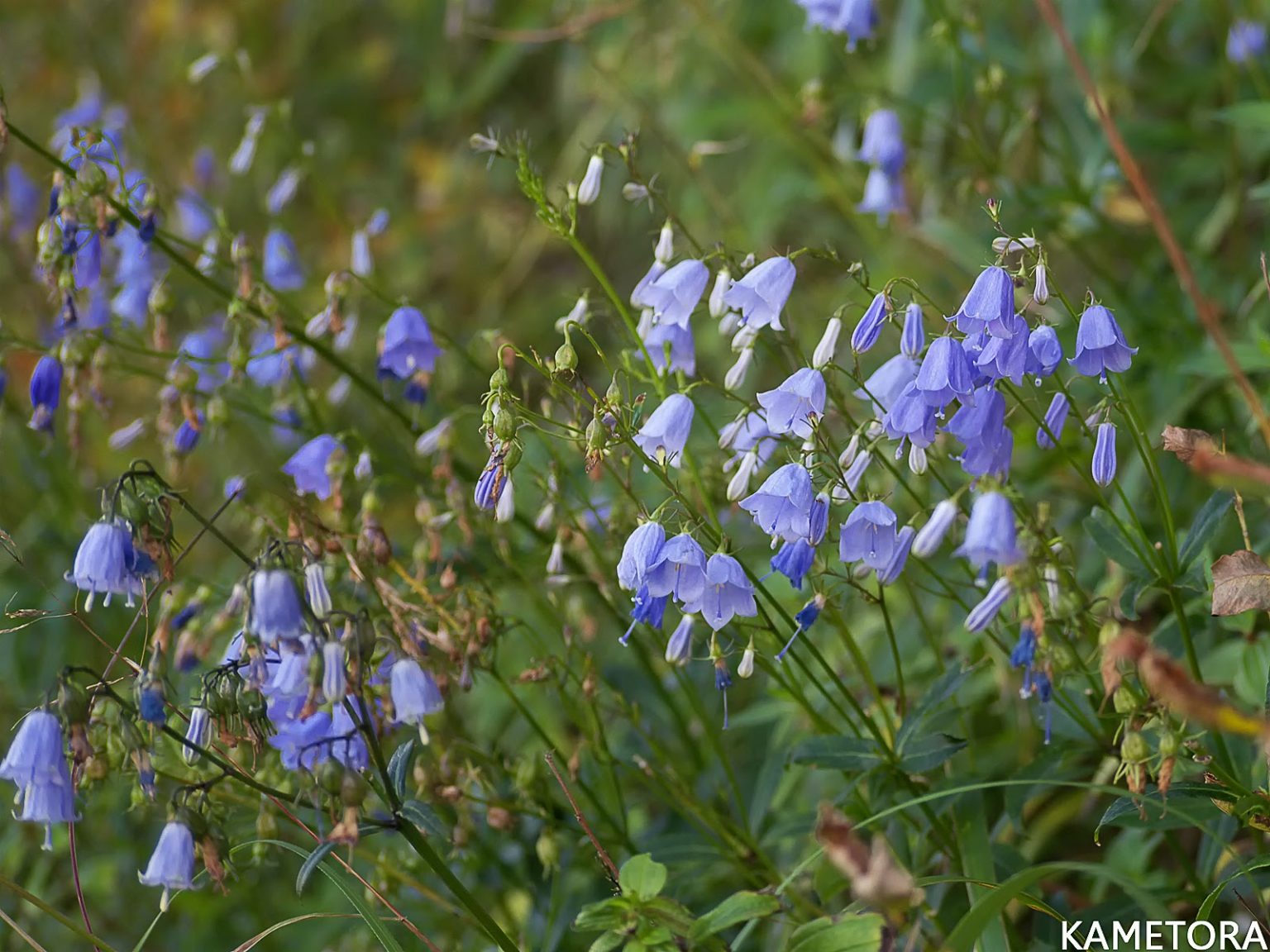 サイヨウシャジン