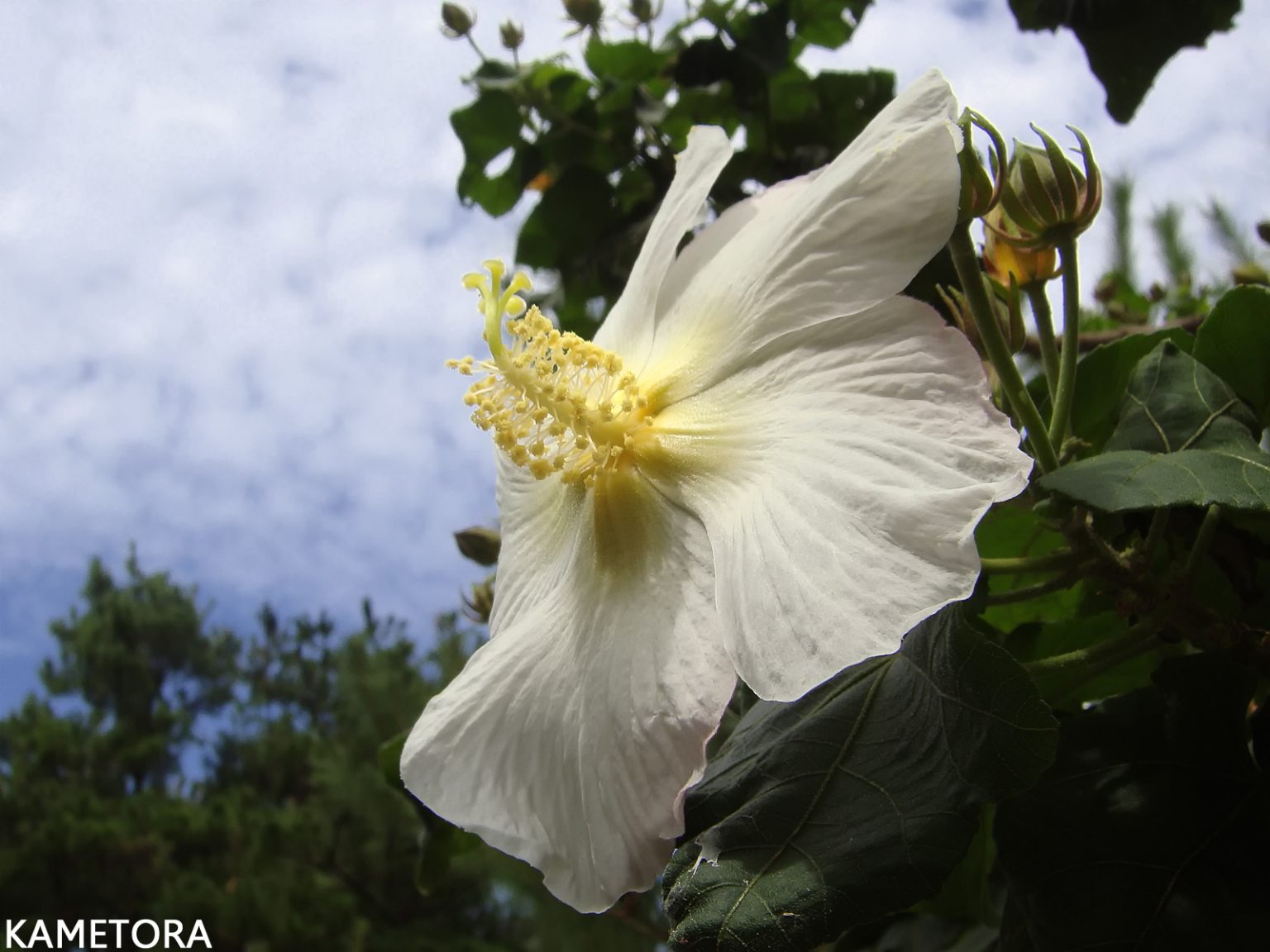 サキシマフヨウ