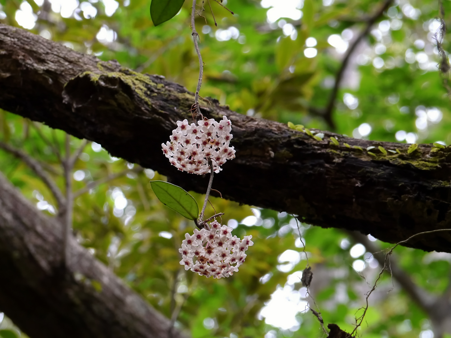節から気根を出し長く伸びたつるに桜色の花を咲かせるサクラランと奄美大島の亜熱帯の森の自生環境