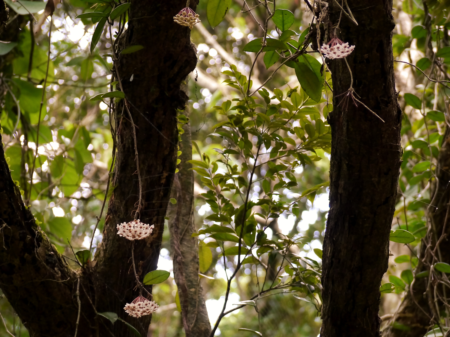 節から気根を出し長く伸びたつるに桜色の花を咲かせるサクラランと奄美大島の亜熱帯の森の自生環境