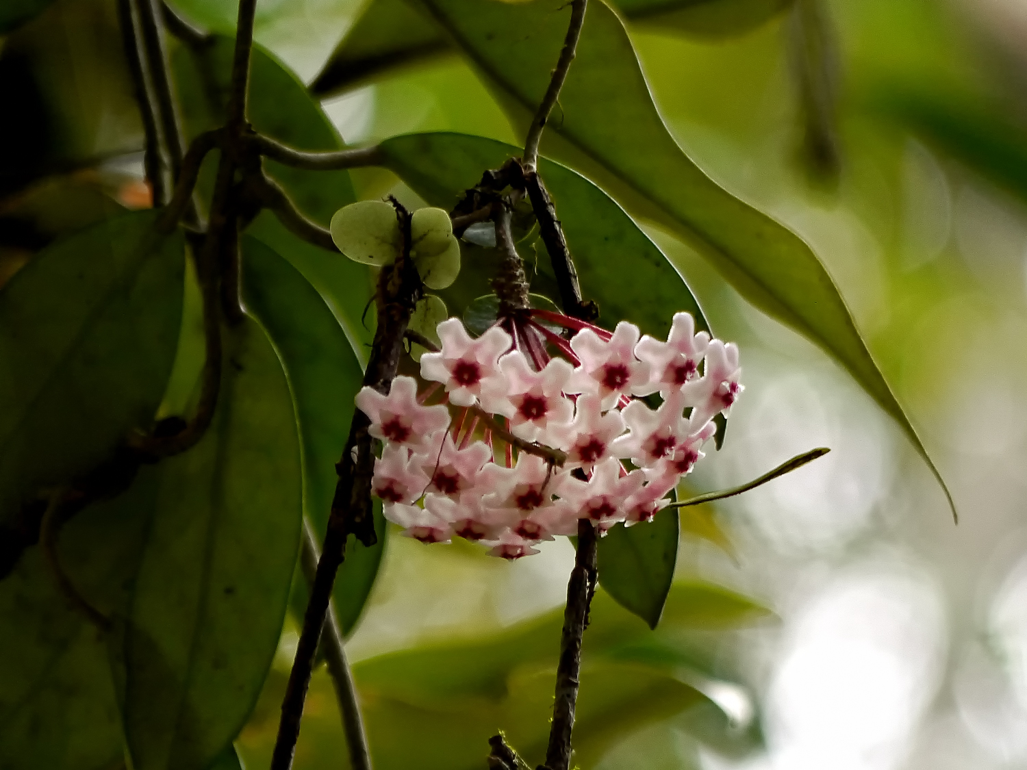 節から気根を出し長く伸びたつるに桜色の花を咲かせるサクラランと奄美大島の亜熱帯の森の自生環境
