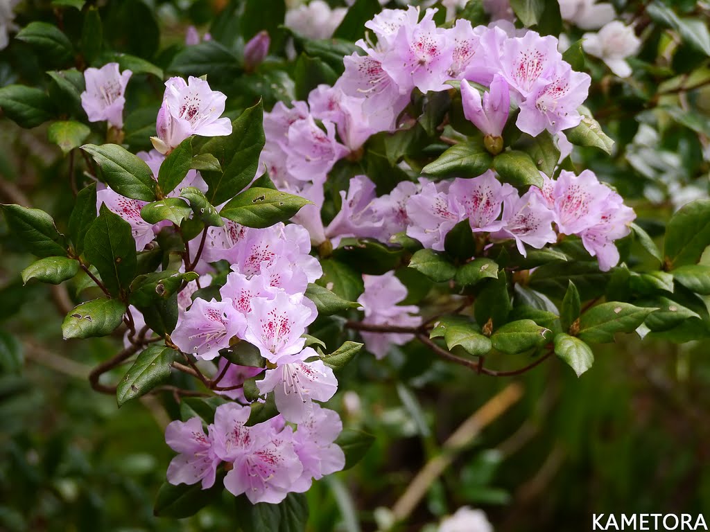 サクラツツジ