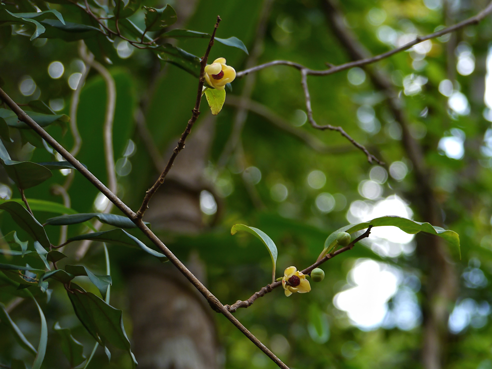 奄美の森の木陰に咲くサネカズラの小さな花