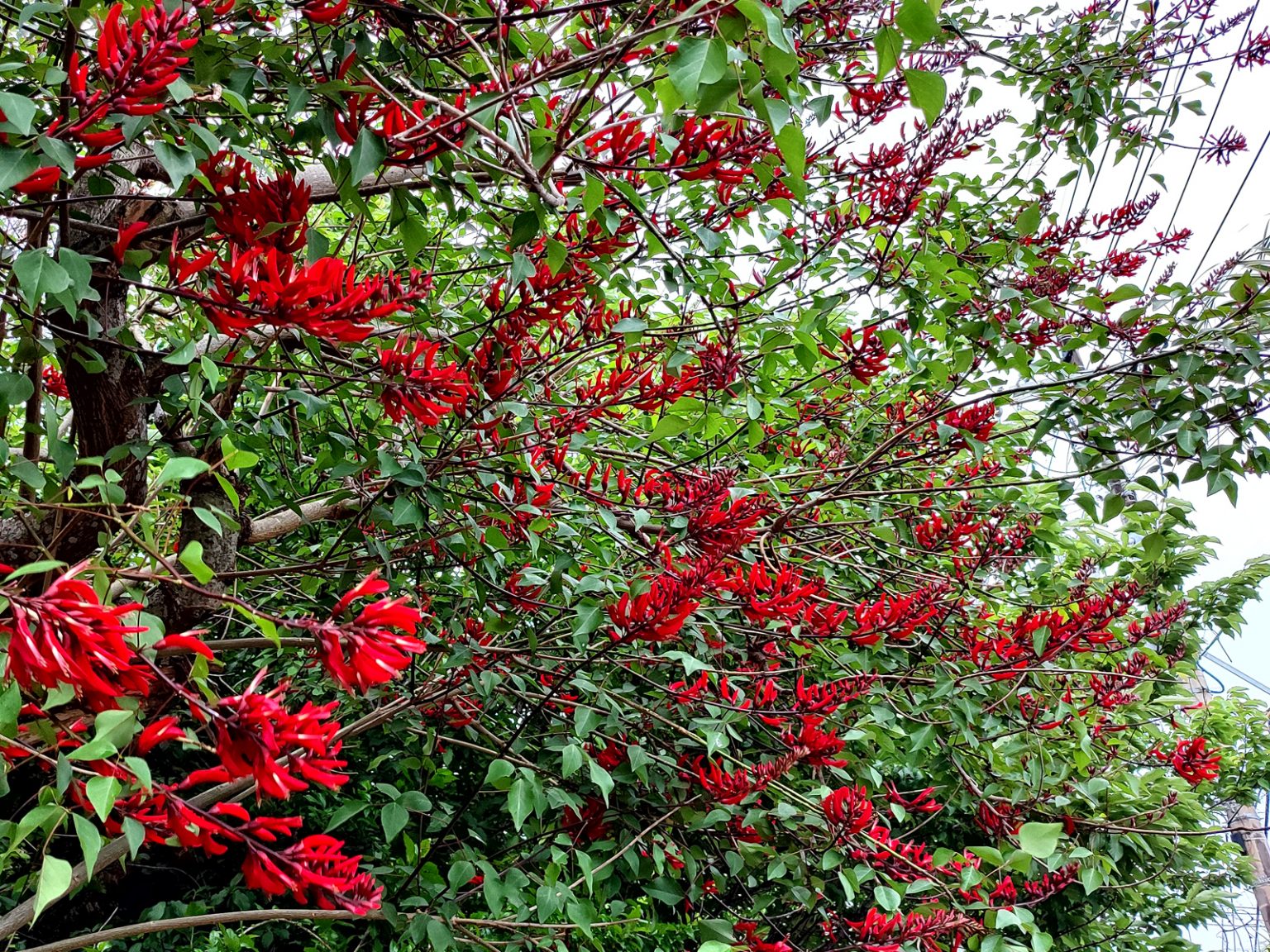 サンゴシトウ（ヒシバデイゴ）